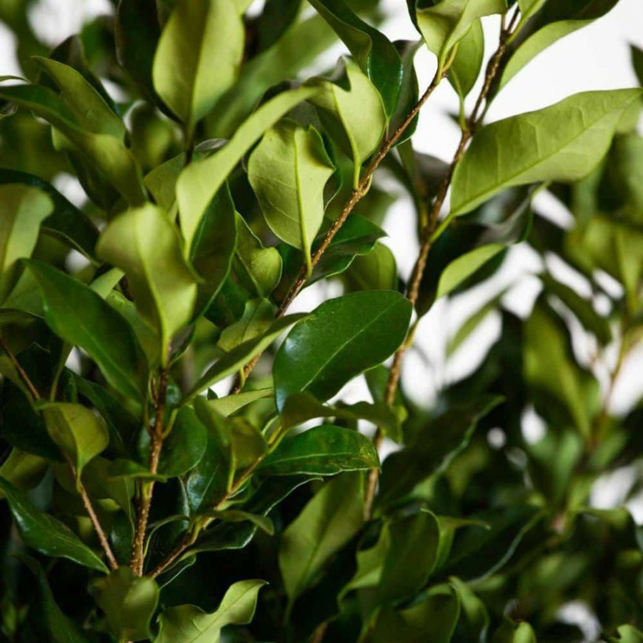 Outdoor Plants * | Deals 2.5 Gal Wavy Leaf Ligustrum Recurvifolia, Evergreen Shrub, Creamy-White Flowers By Flowerwood