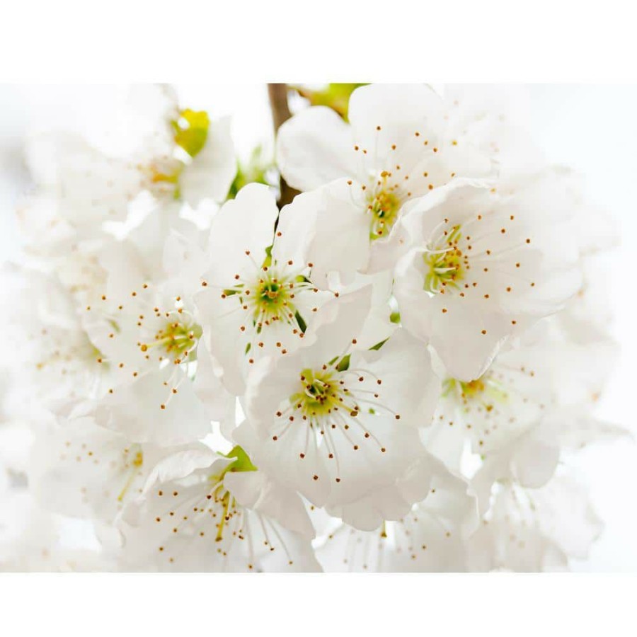 Outdoor Plants * | Buy Yoshino Cherry Blossom Tree Bare Root By Online Orchards