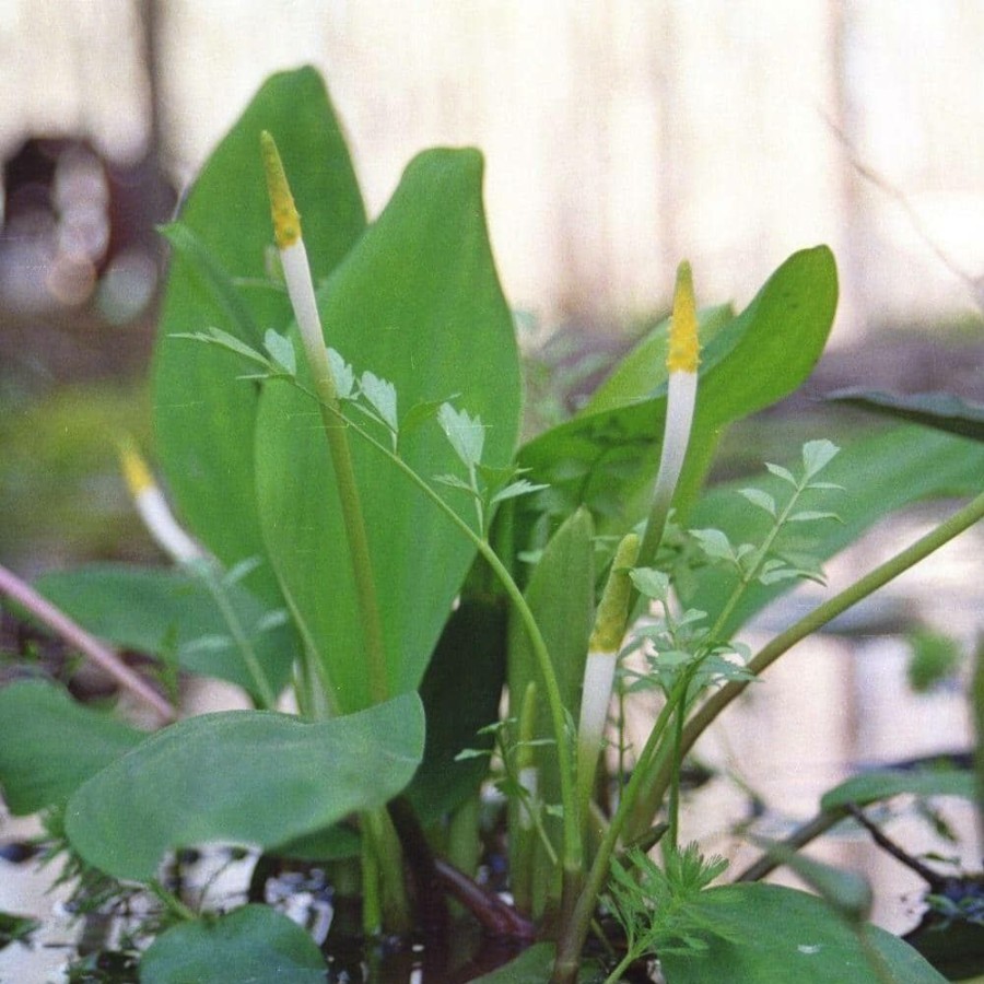 Outdoor Plants * | Budget 4 In. Potted Bog/Marginal Golden Club Pond Plant By Unbranded