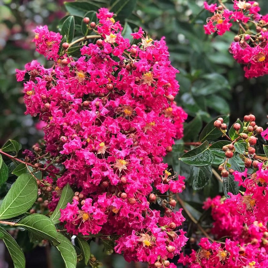 Outdoor Plants * | Best Sale 3 Gal. Tonto Deep Pink Crape Myrtle By Unbranded