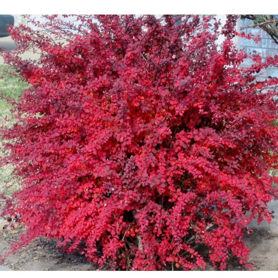 Outdoor Plants * | Best Sale 1 Gal. Rose Glow Barberry Shrub Deep Purple Foliage Naturally Mottled With Rosepink Splashes By Online Orchards