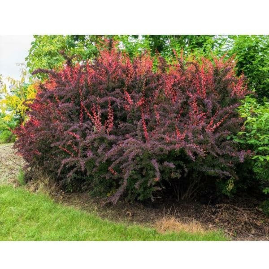 Outdoor Plants * | Best Sale 1 Gal. Rose Glow Barberry Shrub Deep Purple Foliage Naturally Mottled With Rosepink Splashes By Online Orchards