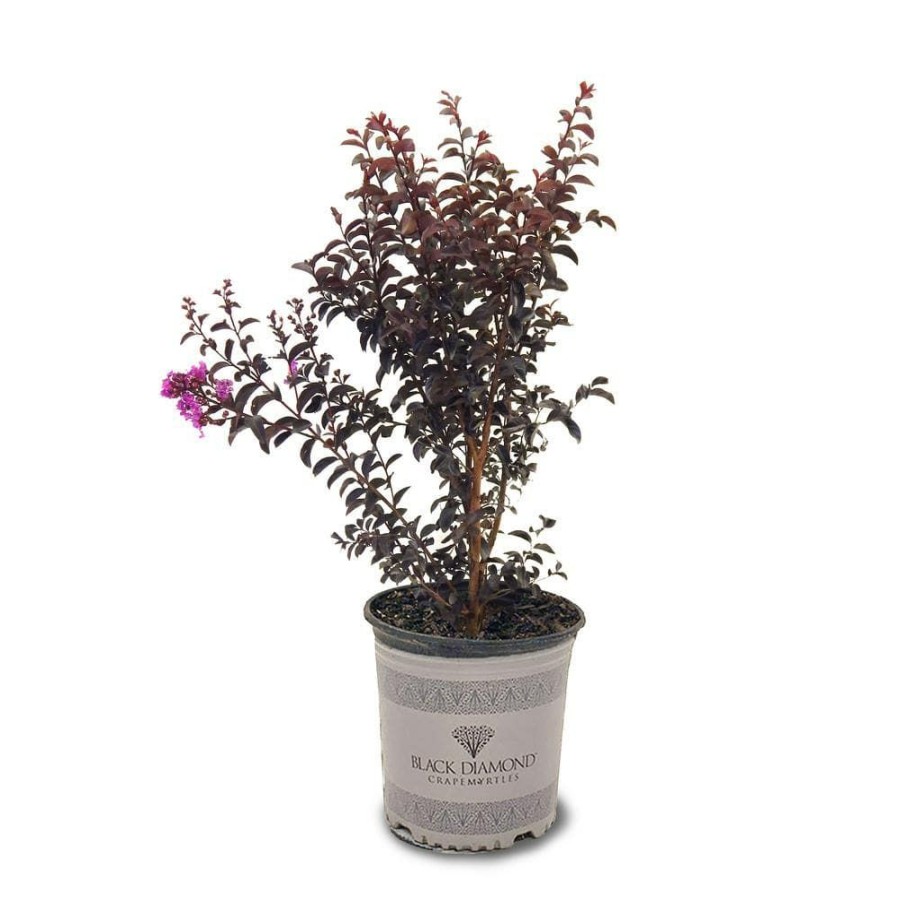 Outdoor Plants * | Cheapest 3 Gal. Purely Purple Crape Myrtle Tree By Black Diamond