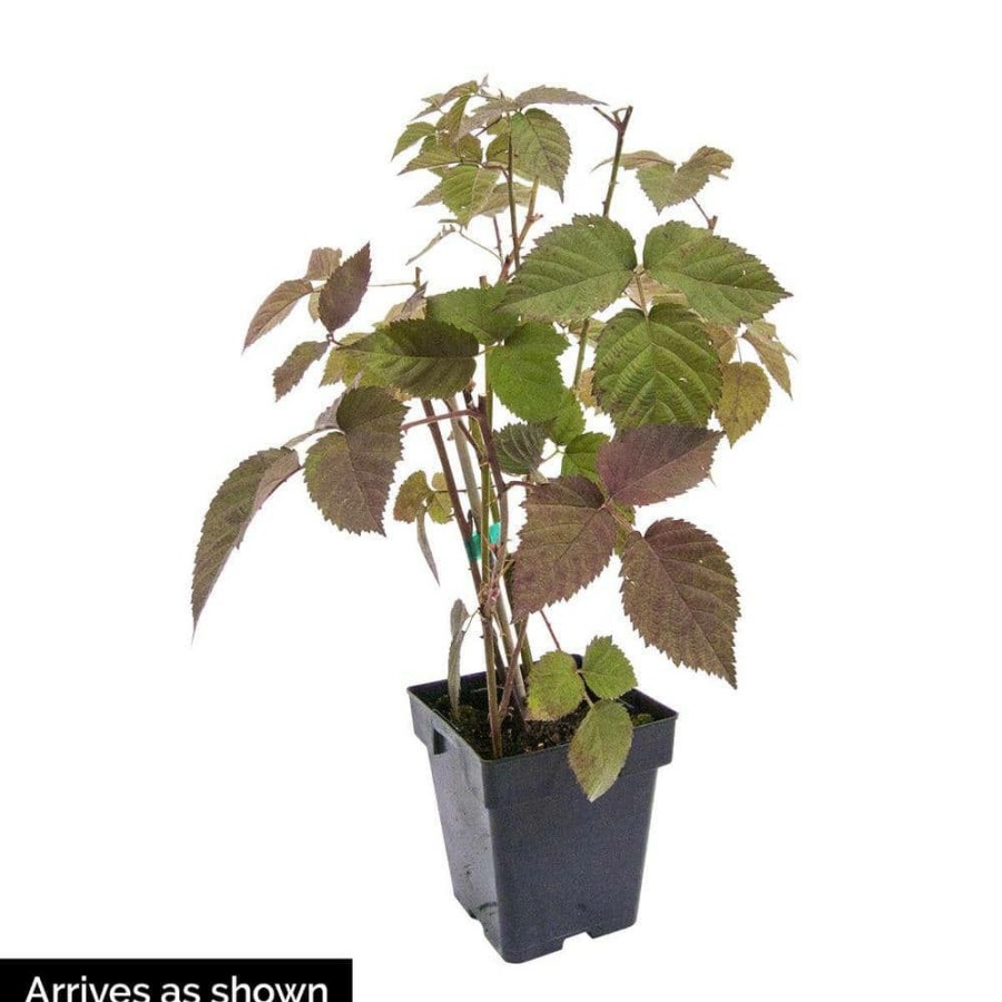 Outdoor Plants * | Hot Sale 4 In. Pot Black Magic Blackberry (Rubus), Live Fruiting Plant (1-Pack) By Gurney'S