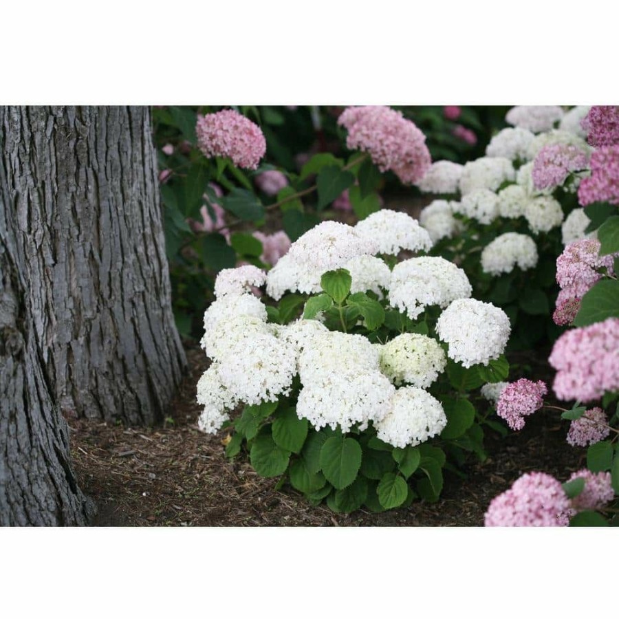 Outdoor Plants * | Budget 1 Gal. Invincibelle Wee White Smooth Hydrangea Live Shrub White Flowers By Proven Winners