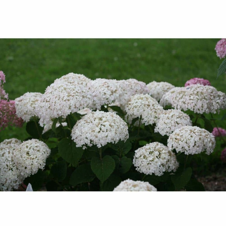 Outdoor Plants * | Budget 1 Gal. Invincibelle Wee White Smooth Hydrangea Live Shrub White Flowers By Proven Winners