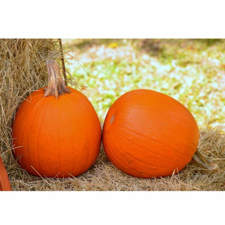 Outdoor Plants * | Best Deal 2 Live Pie Pumpkin Freshly Harvested (Small 5 Lbs. Size Each) By Online Orchards