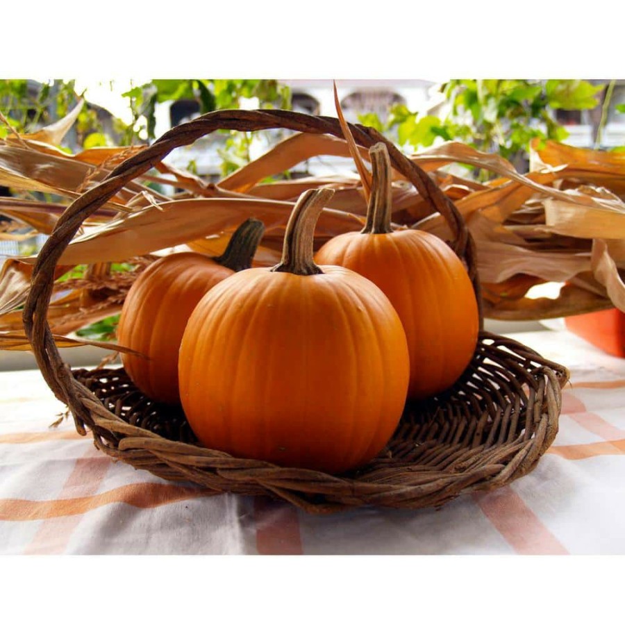 Outdoor Plants * | Best Deal 2 Live Pie Pumpkin Freshly Harvested (Small 5 Lbs. Size Each) By Online Orchards