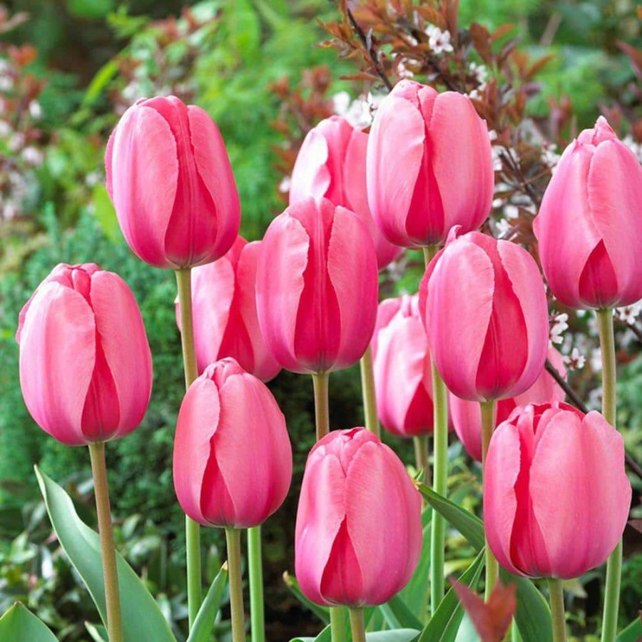 Outdoor Plants * | Best Pirce Darwin Tulip Bulbs Pink Impression Flower Bulb (20-Pack) By Bloomsz