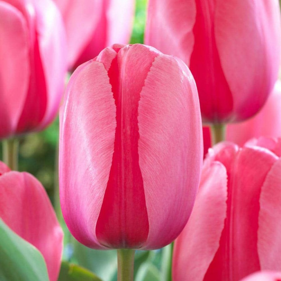 Outdoor Plants * | Best Pirce Darwin Tulip Bulbs Pink Impression Flower Bulb (20-Pack) By Bloomsz