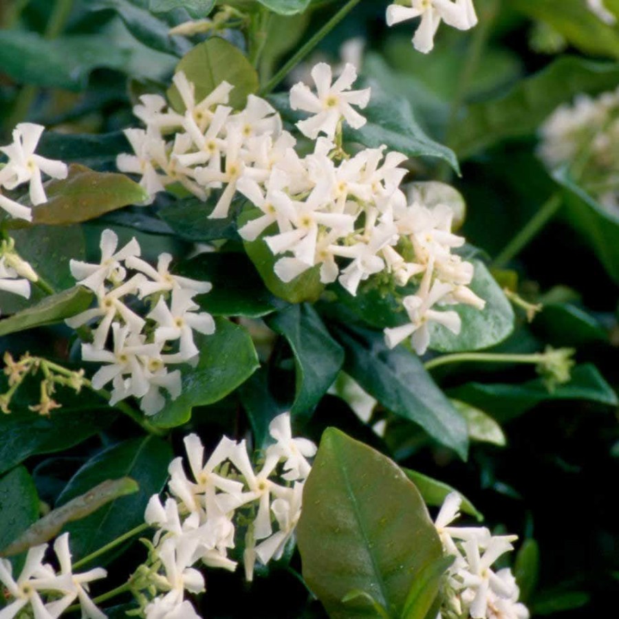 Outdoor Plants * | Cheap 2.5 Qt. Confederate Jasmine (Star Jasmine) Live Vine Plant With White Fragrant Blooms By Flowerwood