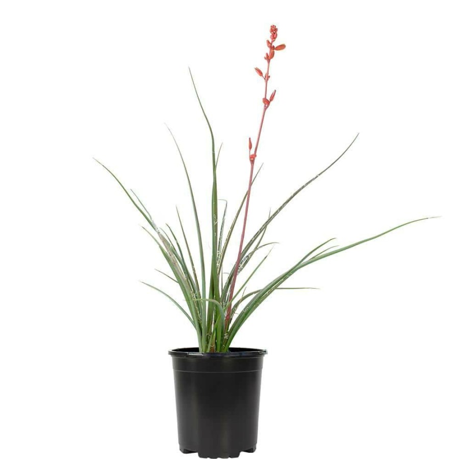 Outdoor Plants * | Wholesale 1 Gal. Hesperaloe Parviflora Red Yucca Color Plant By Altman Plants