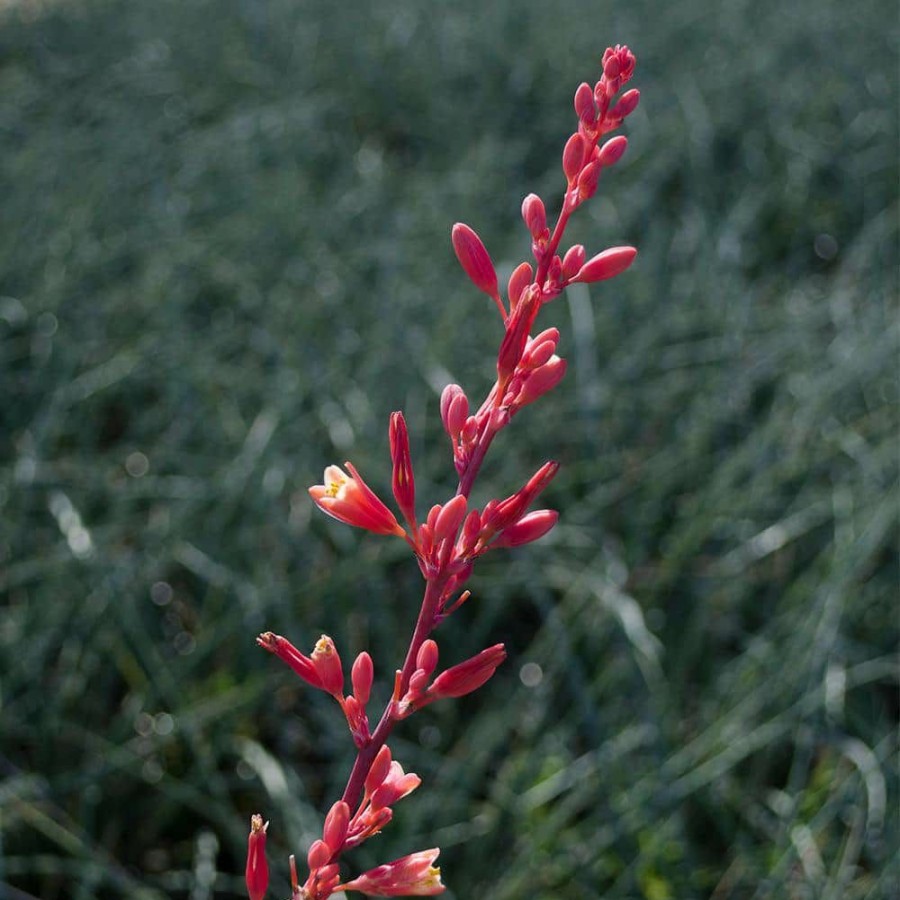 Outdoor Plants * | Wholesale 1 Gal. Hesperaloe Parviflora Red Yucca Color Plant By Altman Plants