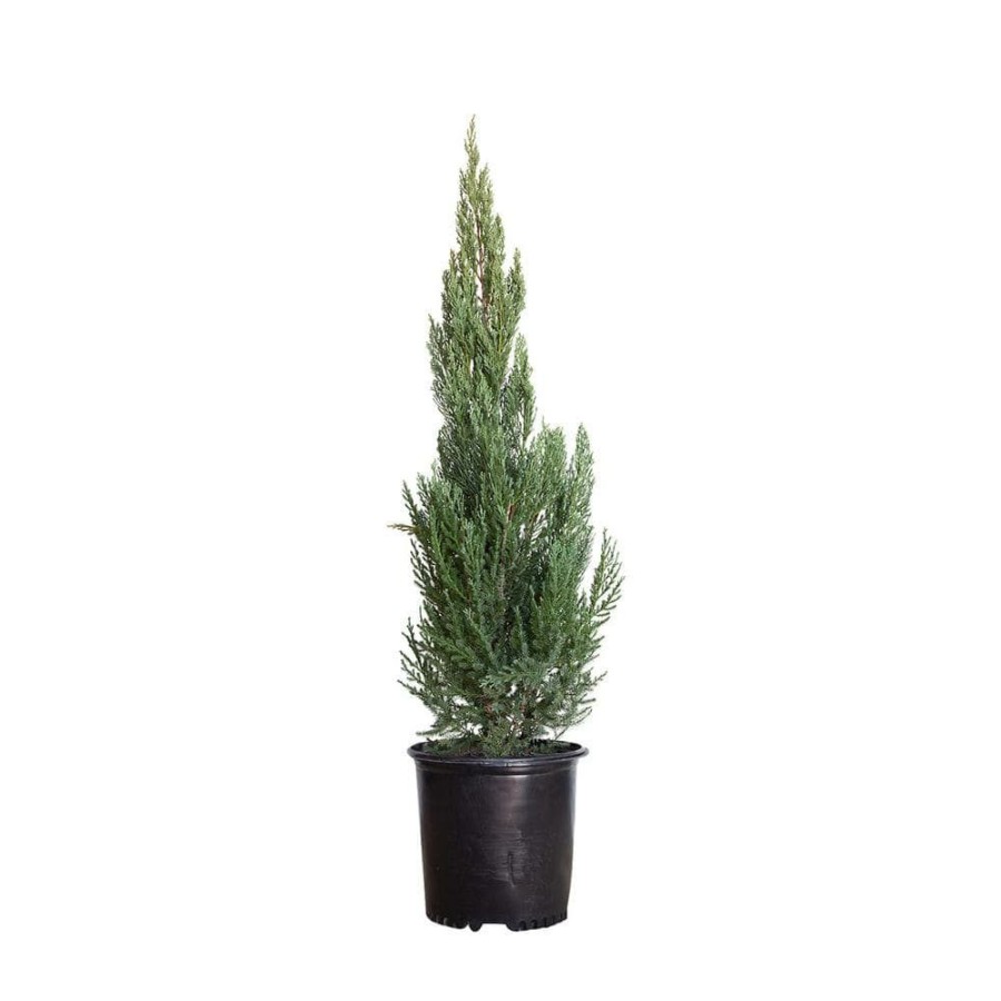 Outdoor Plants * | Brand New 2.5 Gal Blue Point Juniper Live Evergreen Shrub/Tree By Flowerwood