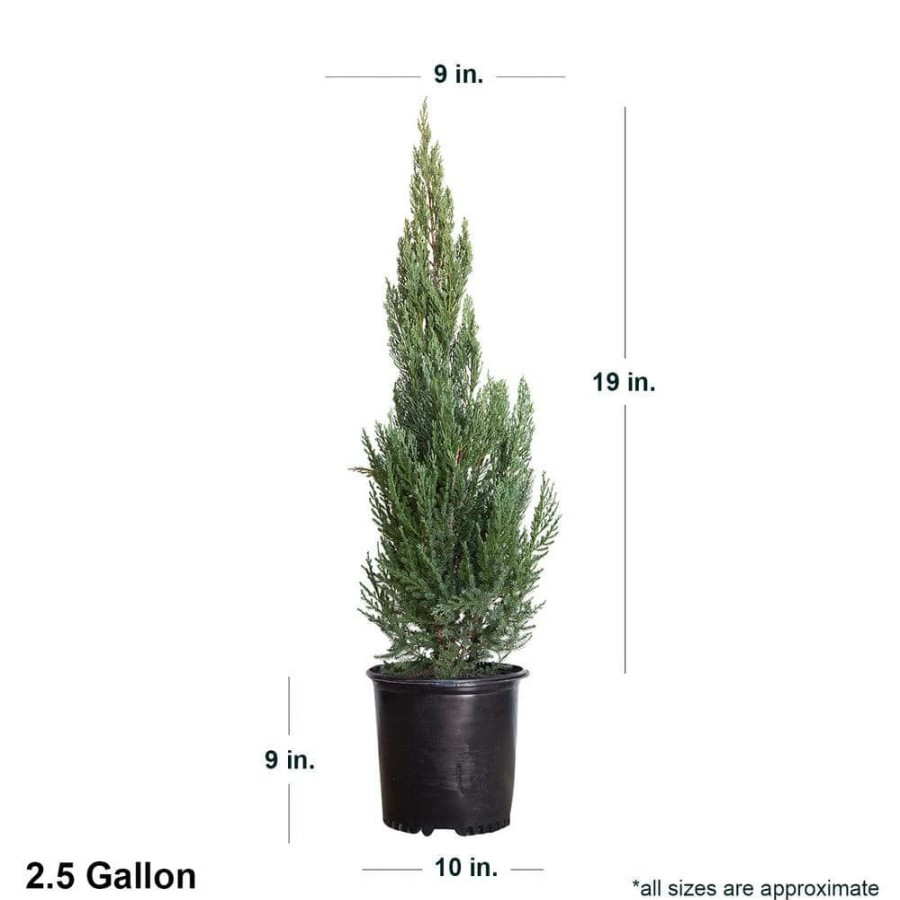 Outdoor Plants * | Brand New 2.5 Gal Blue Point Juniper Live Evergreen Shrub/Tree By Flowerwood