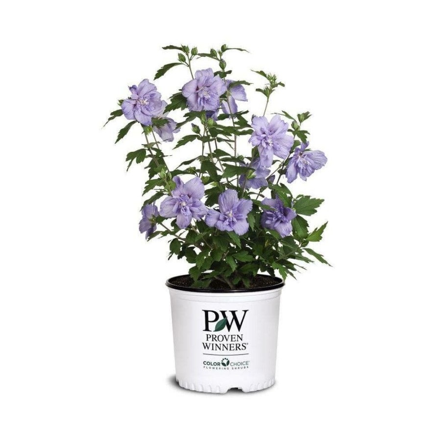 Outdoor Plants * | Outlet 2 Gal. Blue Chiffon Rose Of Sharon (Hibiscus) Plant With Blue Flowers By Unbranded