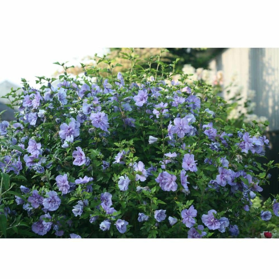 Outdoor Plants * | Outlet 2 Gal. Blue Chiffon Rose Of Sharon (Hibiscus) Plant With Blue Flowers By Unbranded