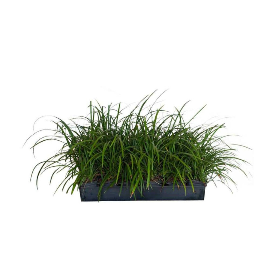 Outdoor Plants * | Hot Sale Big Blue Liriope 3 1/4 In. Pots (54-Pack) Live Groundcover Grass By Flowerwood