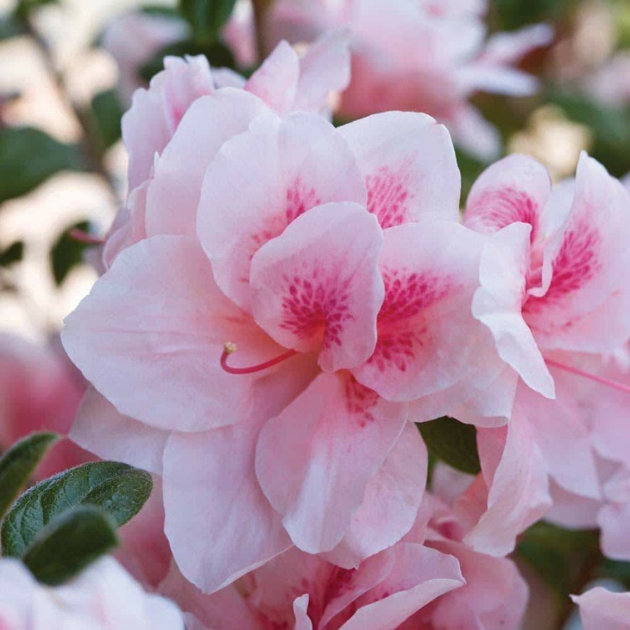 Outdoor Plants * | Best Pirce 1 Gal. Autumn Chiffon Encore Azalea Shrub With Bicolor White And Magenta Pink Reblooming Flowers