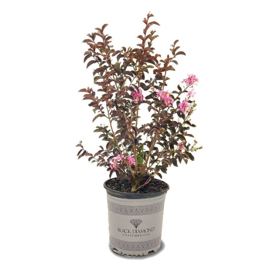 Outdoor Plants * | Flash Sale 3 Gal. Shell Pink Crape Myrtle Tree By Black Diamond