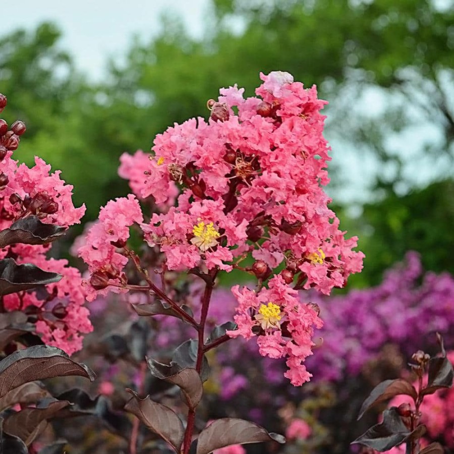 Outdoor Plants * | Flash Sale 3 Gal. Shell Pink Crape Myrtle Tree By Black Diamond