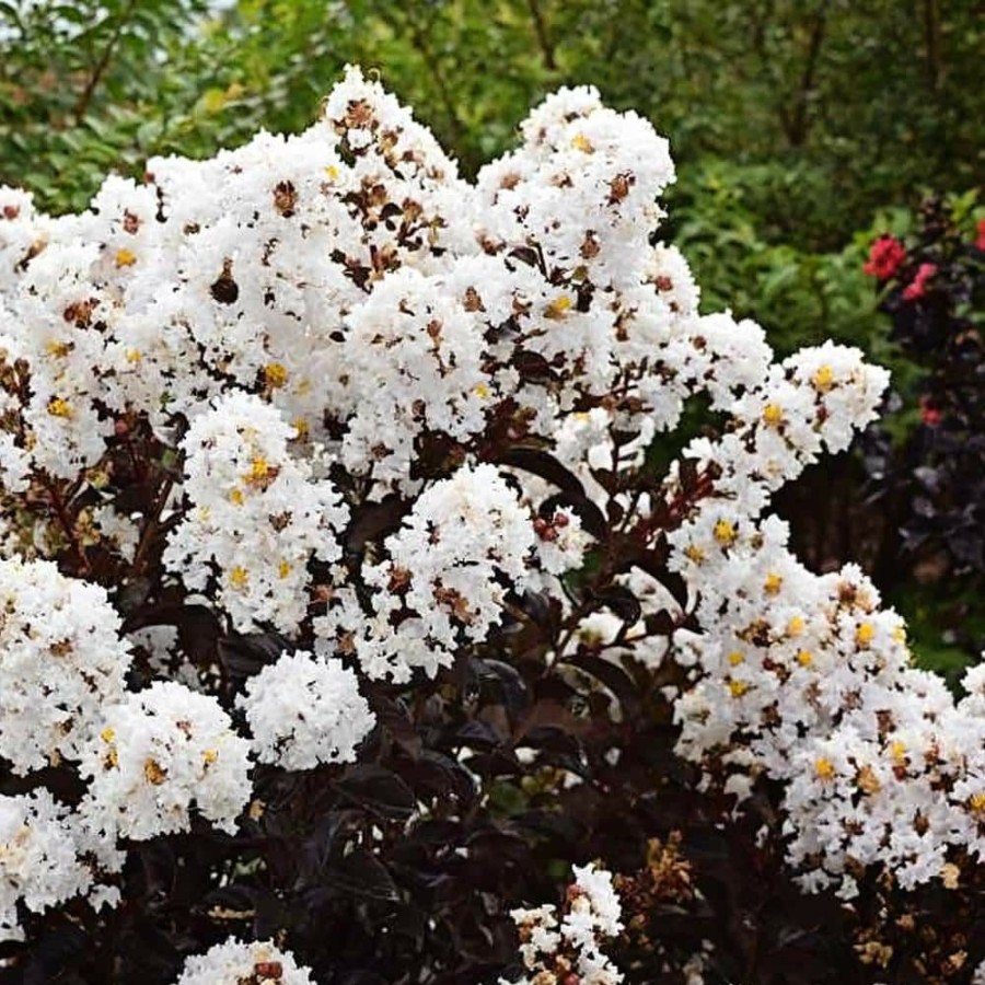 Outdoor Plants * | Discount 3 Gal. Lunar Magic Crape Myrtle Tree By First Editions