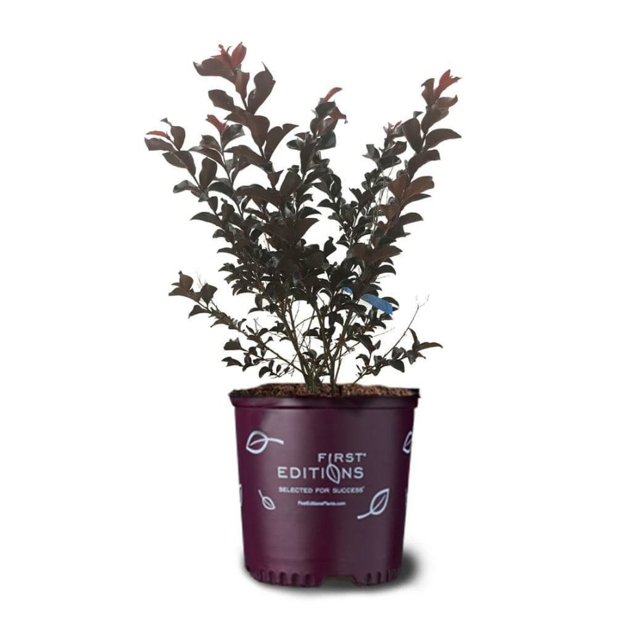 Outdoor Plants * | Discount 3 Gal. Lunar Magic Crape Myrtle Tree By First Editions