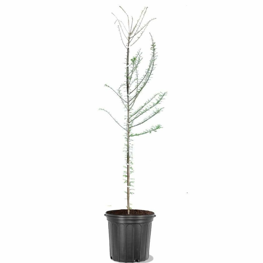 Outdoor Plants * | Discount 5 Gal. Bald Cypress Deciduous Tree By Unbranded