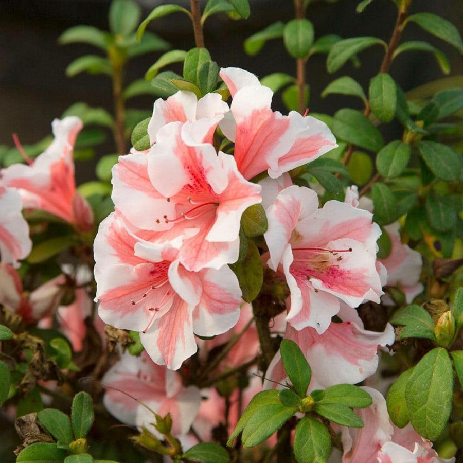 Outdoor Plants * | Top 10 1 Gal. Autumn Starburst Encore Azalea Shrub With Coral Pink And White Reblooming Flowers