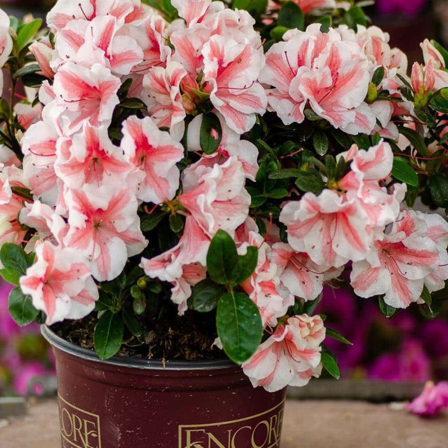 Outdoor Plants * | Top 10 1 Gal. Autumn Starburst Encore Azalea Shrub With Coral Pink And White Reblooming Flowers