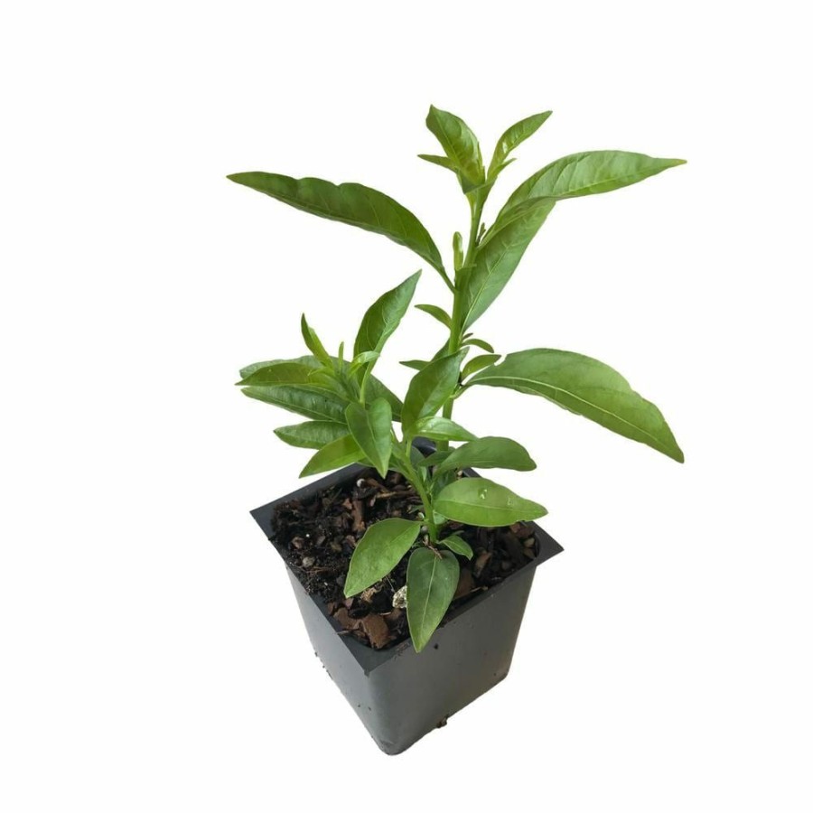 Outdoor Plants * | Buy Night Blooming Jasmine 3 Total Plants In 3 Separate 4 In. Pot By Daylily Nursery