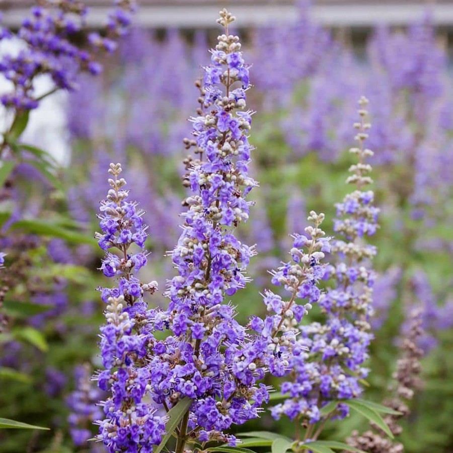 Outdoor Plants * | Best Sale 7 Gal. Purple Flowers Shoal Creek Vitex Live Plant By Unbranded