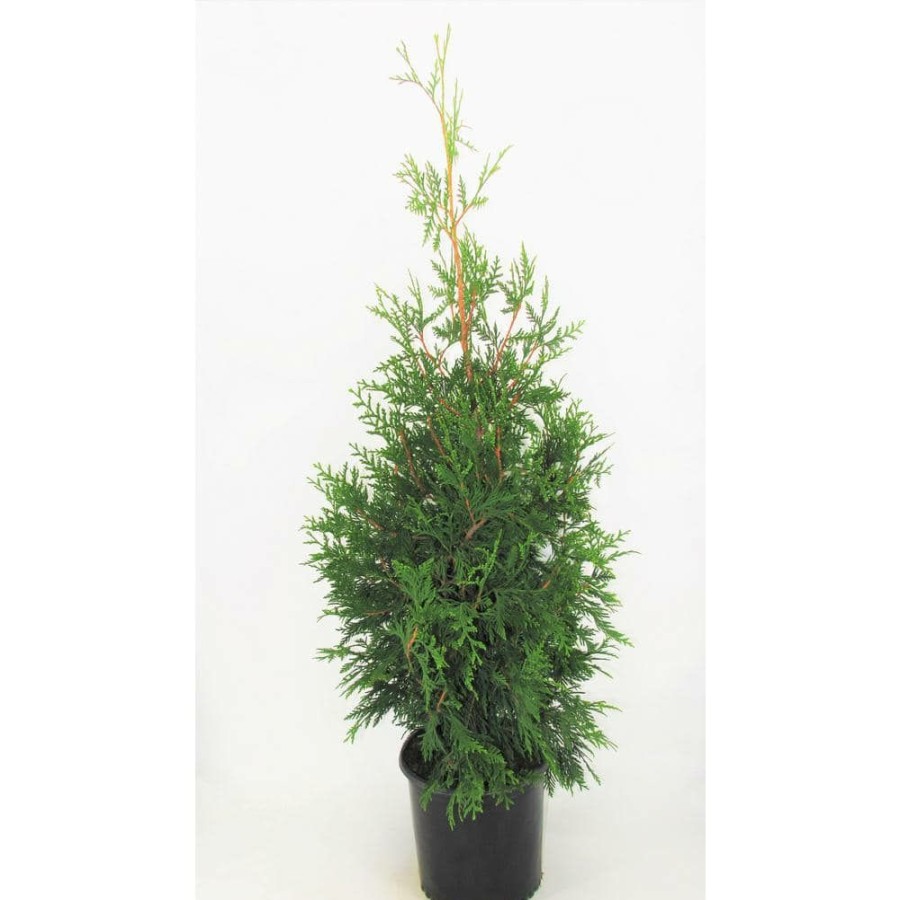 Outdoor Plants * | Deals 3 Gal. Green Giant Arborvitae (Thuja) Live Evergreen Shrub By Bell Nursery