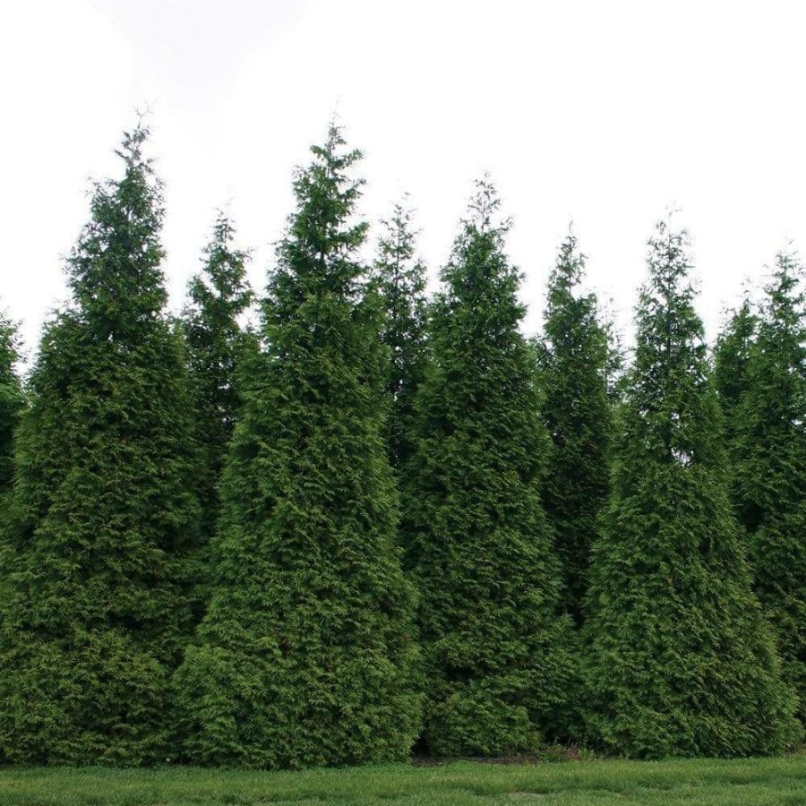 Outdoor Plants * | Deals 3 Gal. Green Giant Arborvitae (Thuja) Live Evergreen Shrub By Bell Nursery