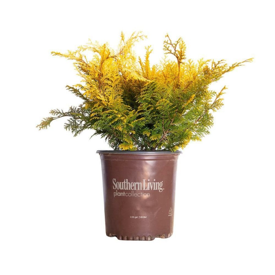 Outdoor Plants * | Budget 2 Gal. Night Light Chamaecyparis Yellow Foliage By Southern Living