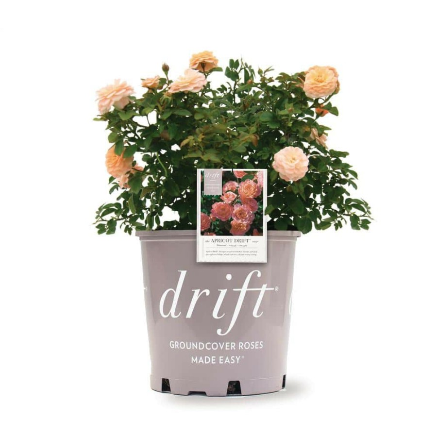 Outdoor Plants * | Best Deal 3 Gal. Apricot Rose Bush, Live Re-Blooming Groundcover Shrub With Double Apricot Flowers (1-Pack) By Drift