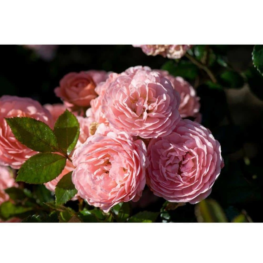 Outdoor Plants * | Best Deal 3 Gal. Apricot Rose Bush, Live Re-Blooming Groundcover Shrub With Double Apricot Flowers (1-Pack) By Drift