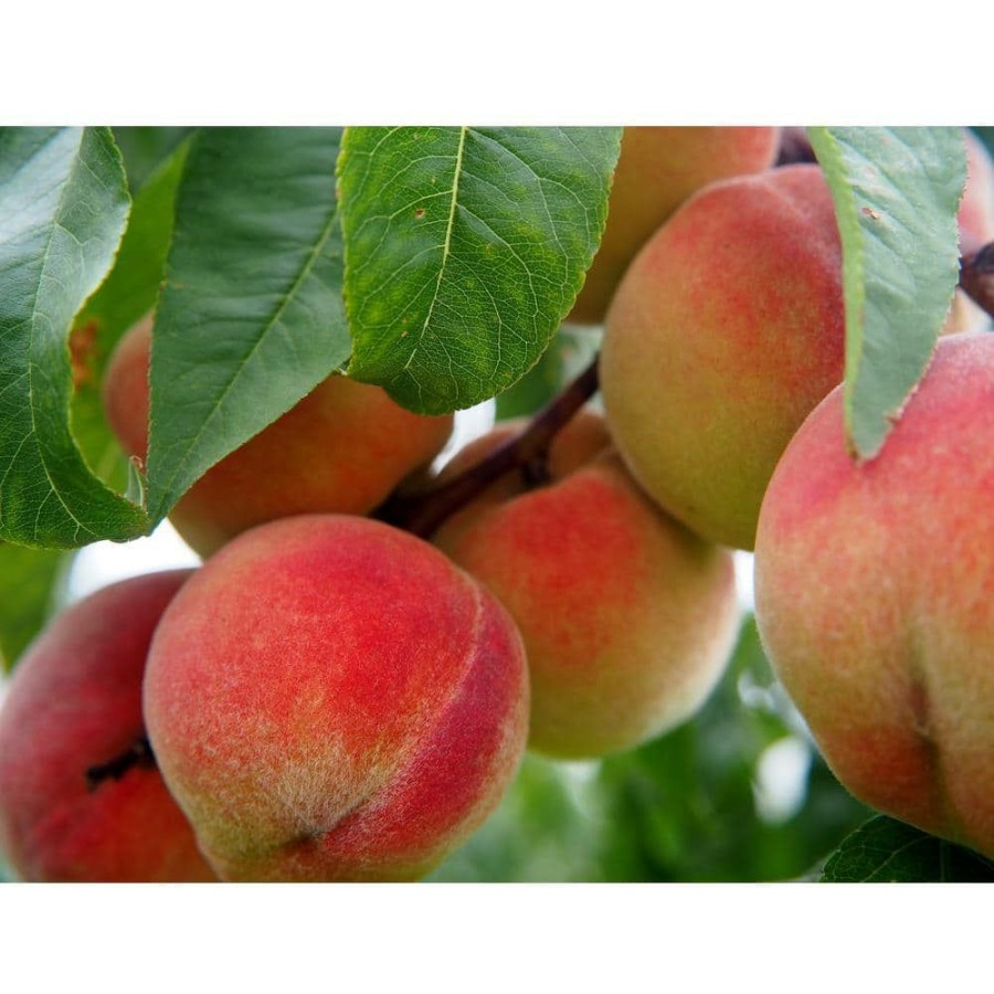 Outdoor Plants * | Buy Frost Peach Tree Bare Root By Online Orchards