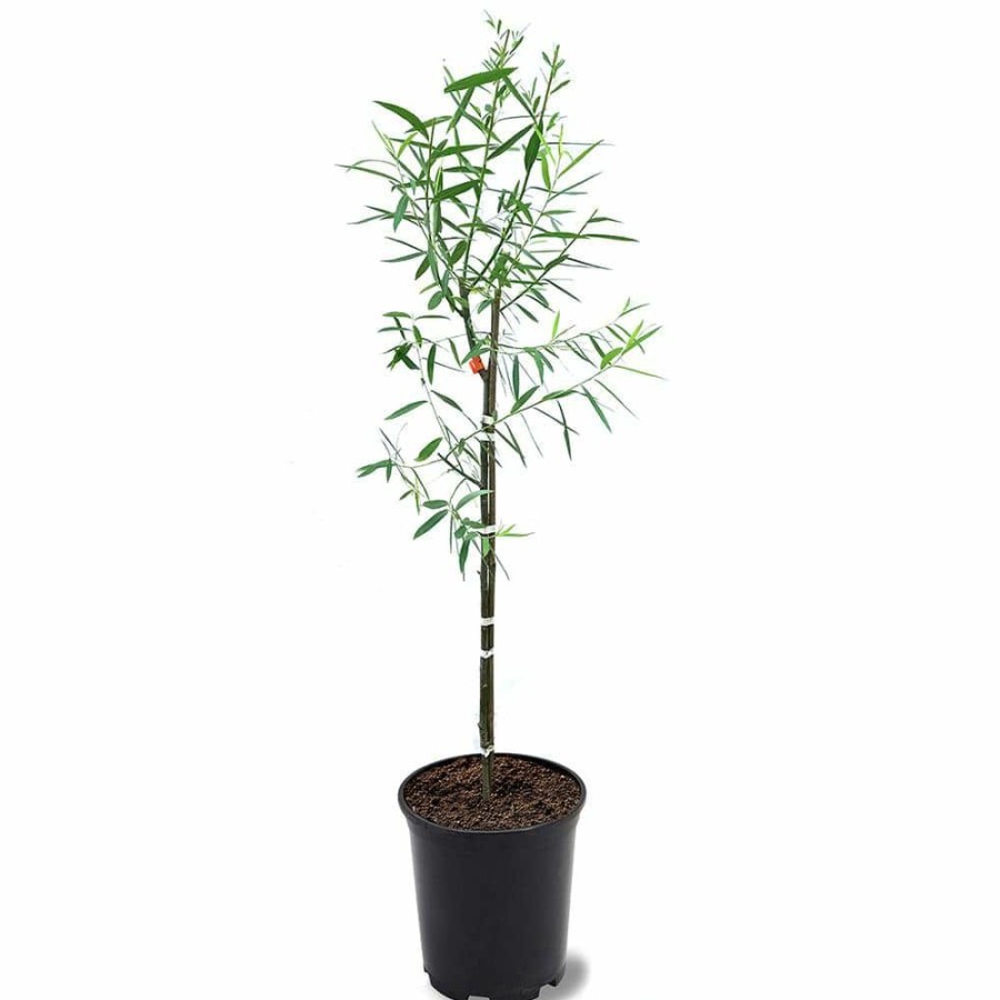 Outdoor Plants * | Buy 1 Gal. Weeping Willow Deciduous Tree By Unbranded