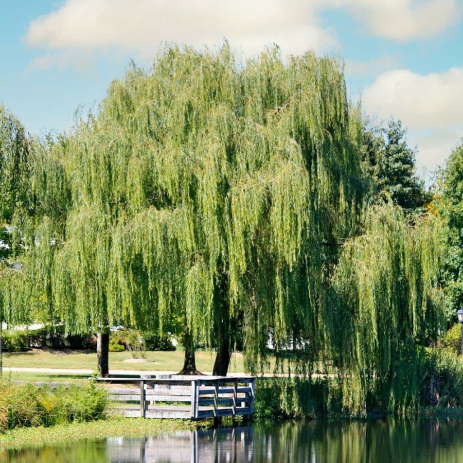 Outdoor Plants * | Buy 1 Gal. Weeping Willow Deciduous Tree By Unbranded