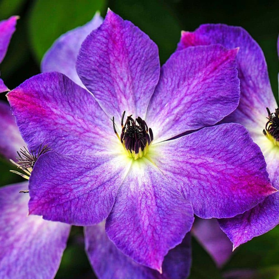 Outdoor Plants * | Flash Sale Purple Flowers Cloudburst Clematis Vine Live Perennial Plant Vine With 4 In. Pot (1-Pack) By Spring Hill Nurseries