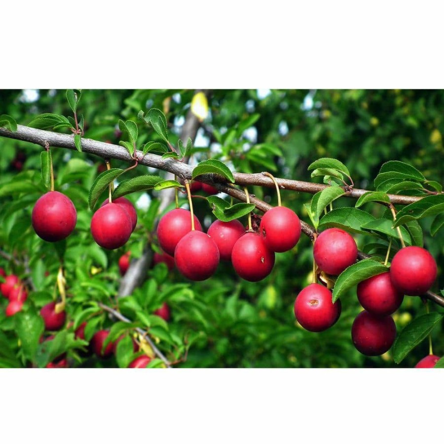 Outdoor Plants * | Hot Sale Dwarf Beauty Plum Tree Bare Root By Online Orchards