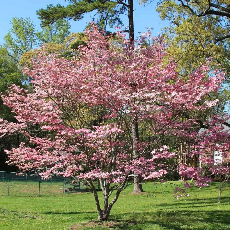 Outdoor Plants * | Best Sale 5 Gal. Pink Dogwood Tree By Brighter Blooms