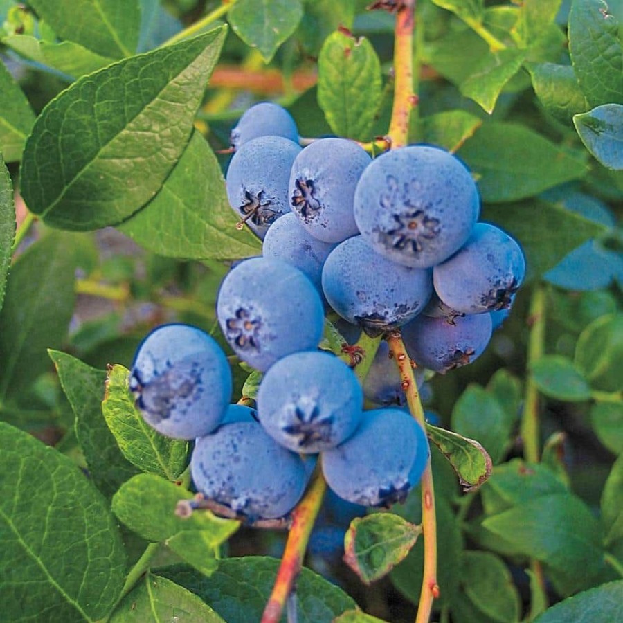 Outdoor Plants * | Discount Biloxi Blueberry (Vaccinium, )2.50 Qt. Live Fruiting Plant Grown In A Pot (1-Pack) By Gurney'S