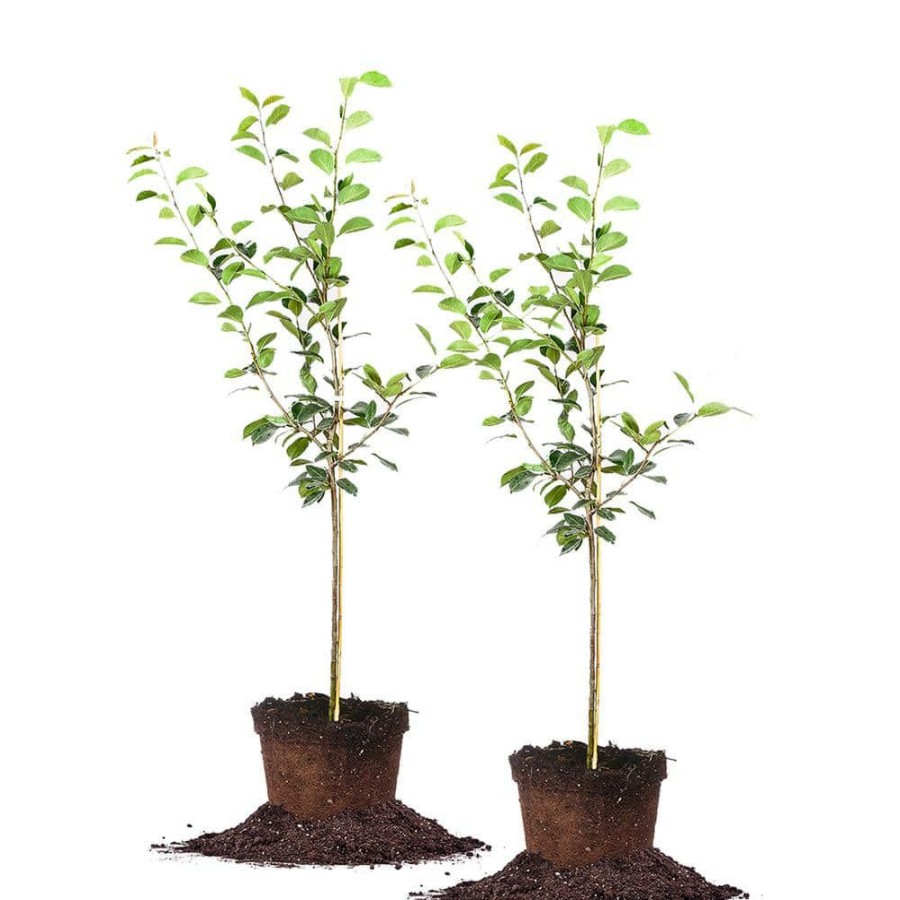 Outdoor Plants * | Best Sale 5 Gal. Pineapple Pear Tree (2-Pack) By Perfect Plants