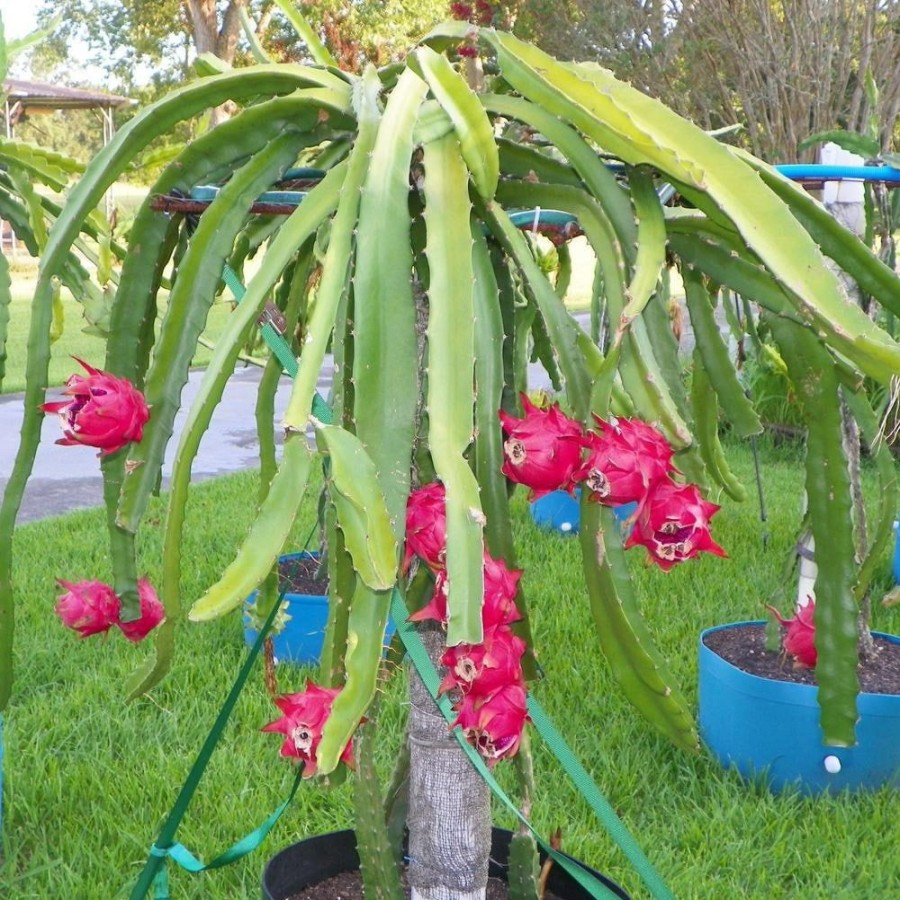 Outdoor Plants * | Hot Sale Dragon Fruit Tree Live Plant In A 6 In. Pot Hylocereous Undatus Edible Tropical Fruit Plant From Florida By Wekiva Foliage