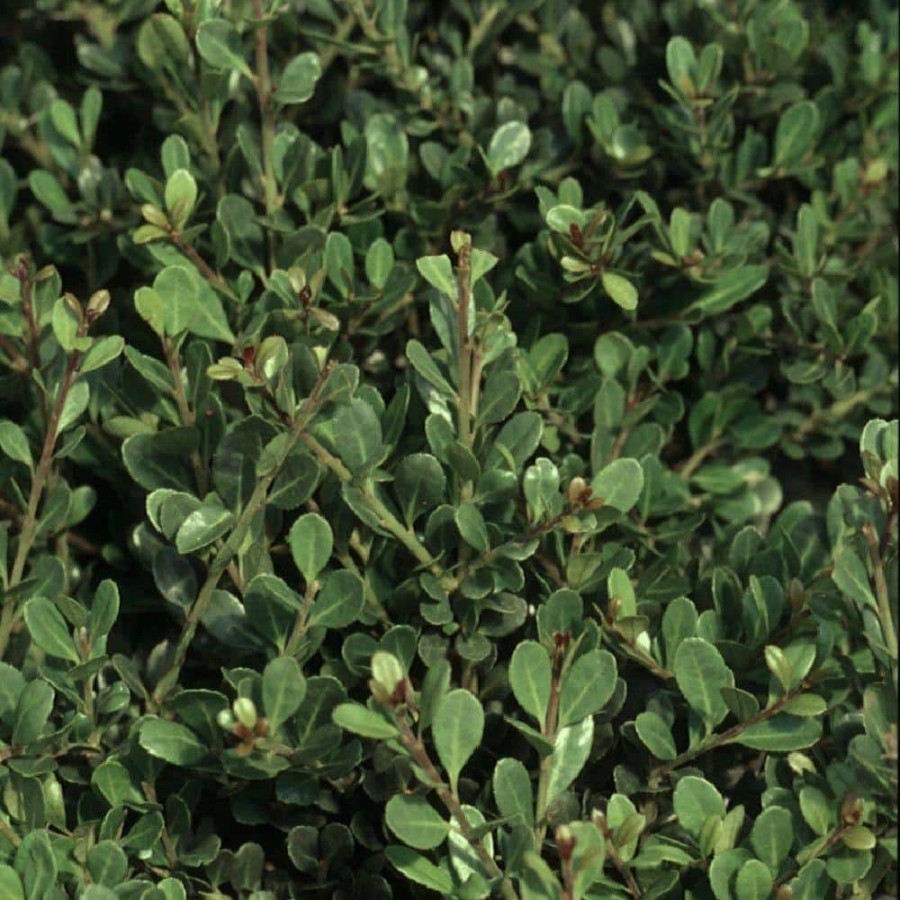 Outdoor Plants * | Best Deal 2.5 Gal Compacta Japanese Holly(Ilex), Live Evergreen Shrub By Flowerwood