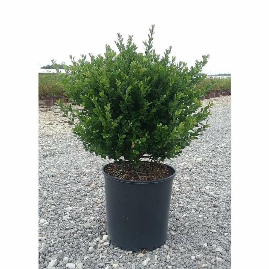 Outdoor Plants * | Best Deal 2.5 Gal Compacta Japanese Holly(Ilex), Live Evergreen Shrub By Flowerwood