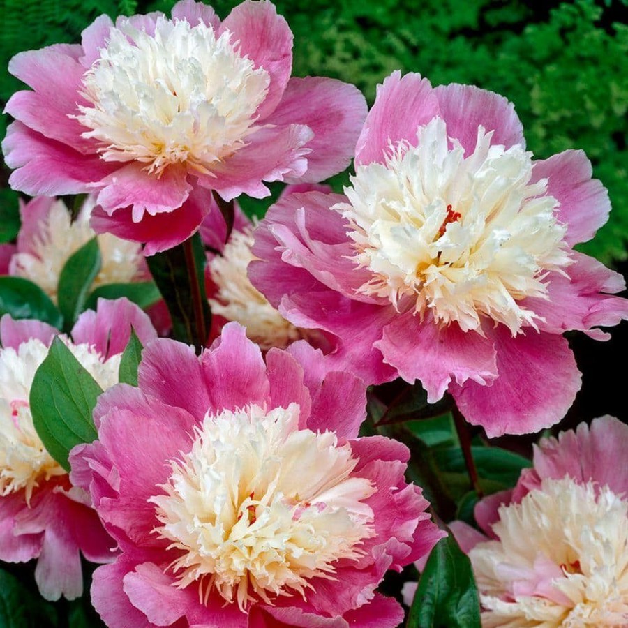 Outdoor Plants * | Discount Bowl Of Beauty Peony Roots (5-Pack) By Bloomsz