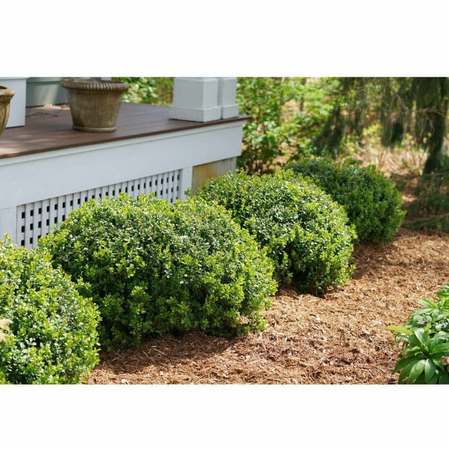 Outdoor Plants * | Brand New 1 Gal. Sprinter Boxwood (Buxus) Live Evergreen Shrub, Green Foliage By Proven Winners